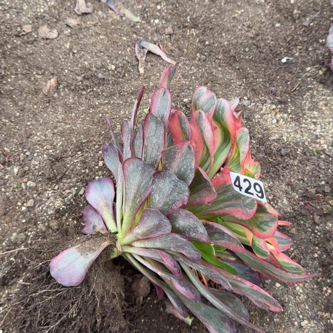 小***皮429多肉植物魅金玫瑰锦