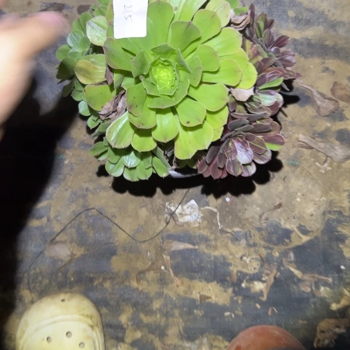 不包断枝法师链接215