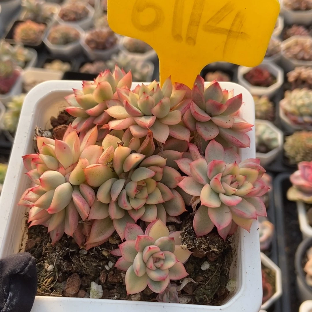 6114粉锦多肉植物保护