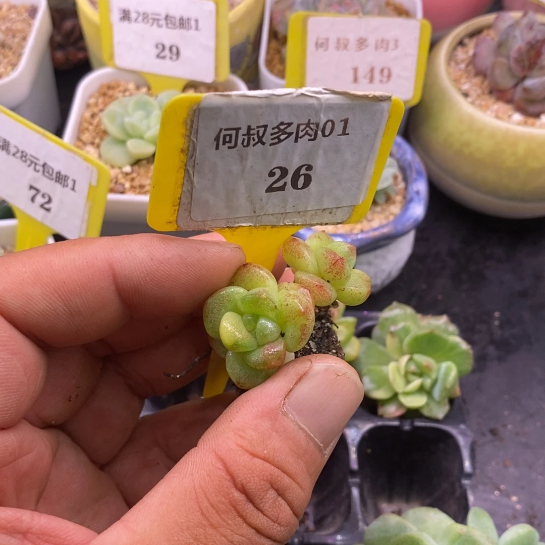 126丸叶冰玉石化带锦，