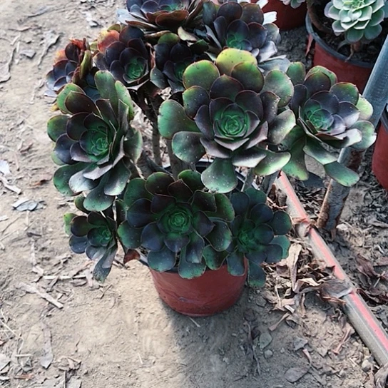 老***姐灰圆叶多肉植物26