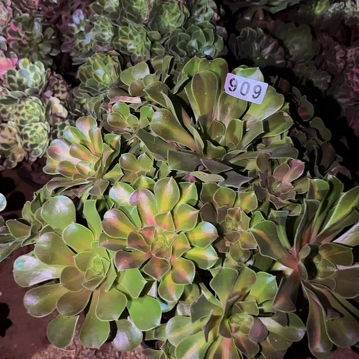 606妖月多肉植物不售后中班