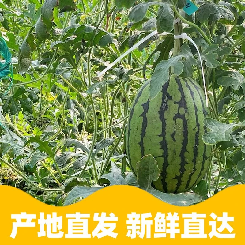 【顺丰包邮】剥皮小糖丸西瓜手撕2K薄皮小吊瓜当季新鲜水果脆甜多汁