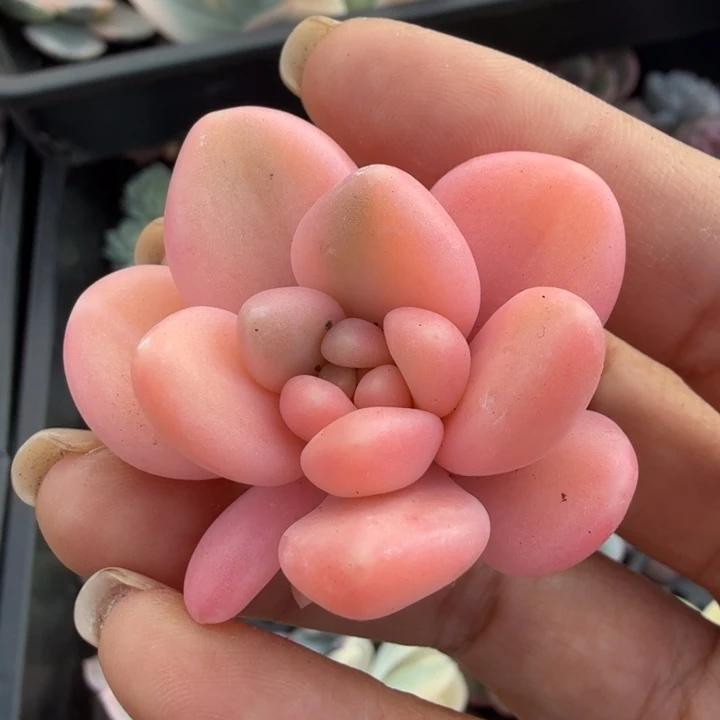 蜜桃啵啵锦 主头无根