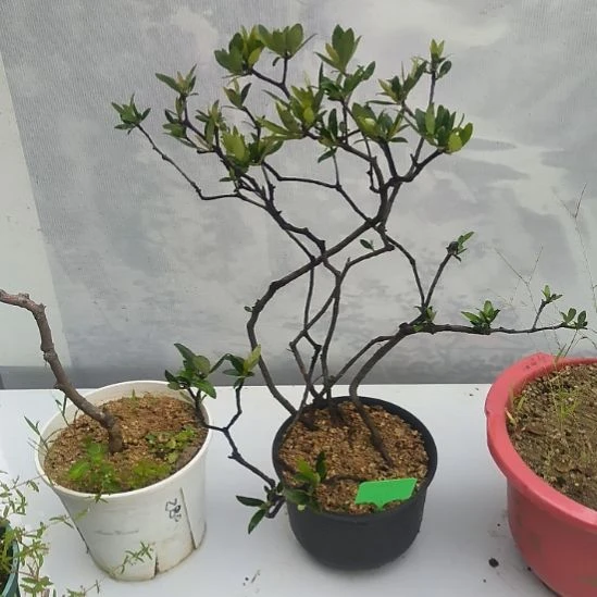 永***店无花朵海岛春花