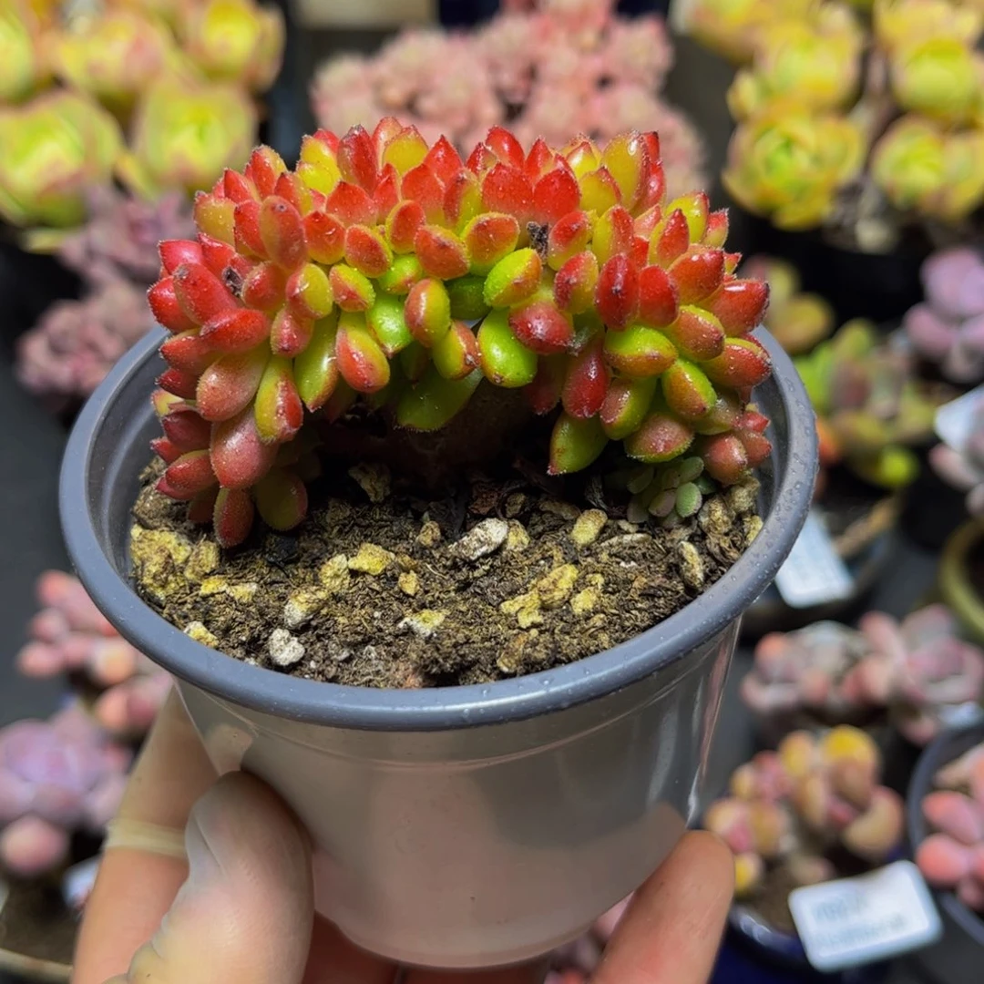 318红唇（缀化）7厘米多肉