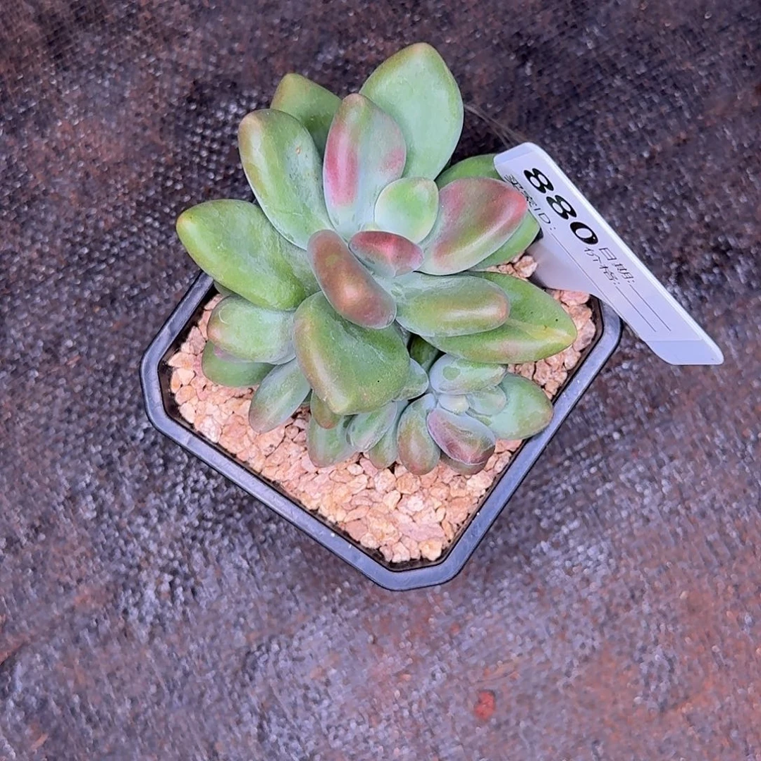 左***死880X多肉植物多肉植物