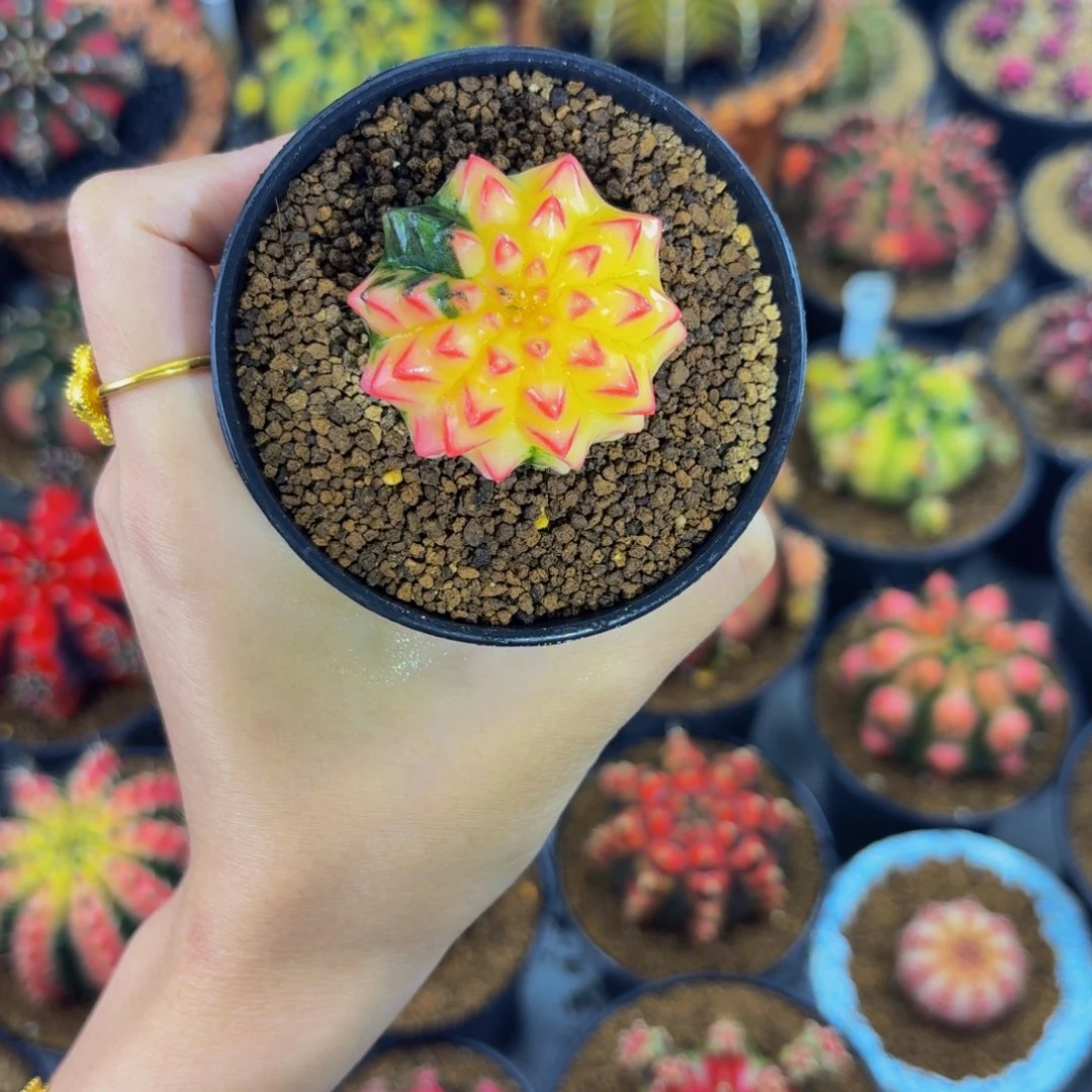 红唇貘锦00000000000000102