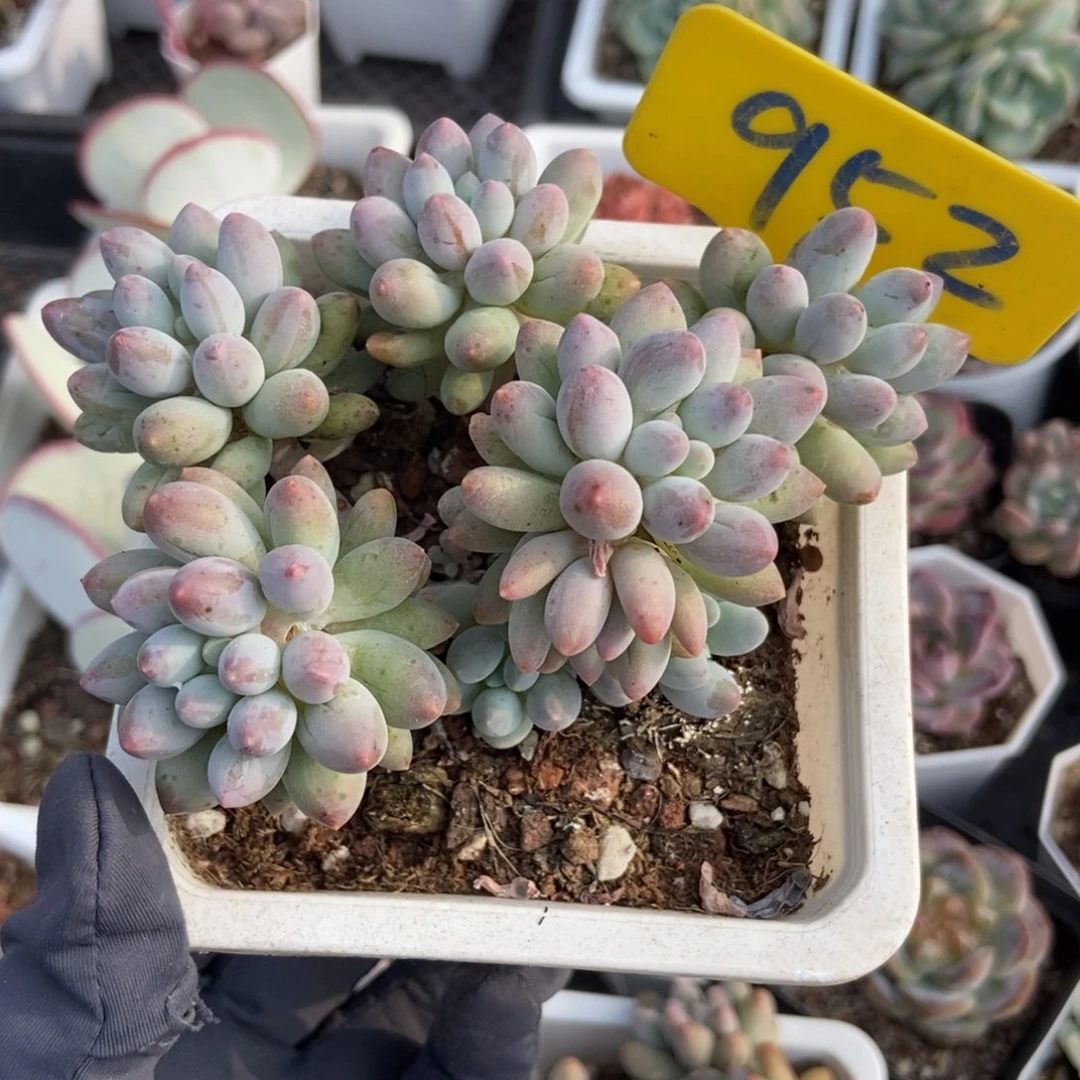 952婴儿手指多肉植物保护