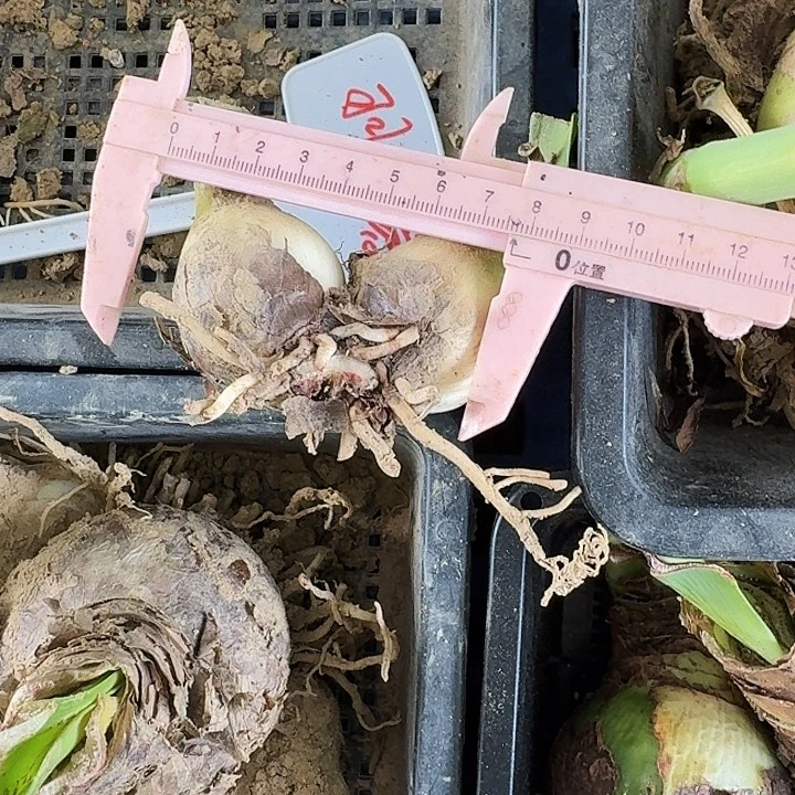 羽芙蓉朱顶红双胞胎7+