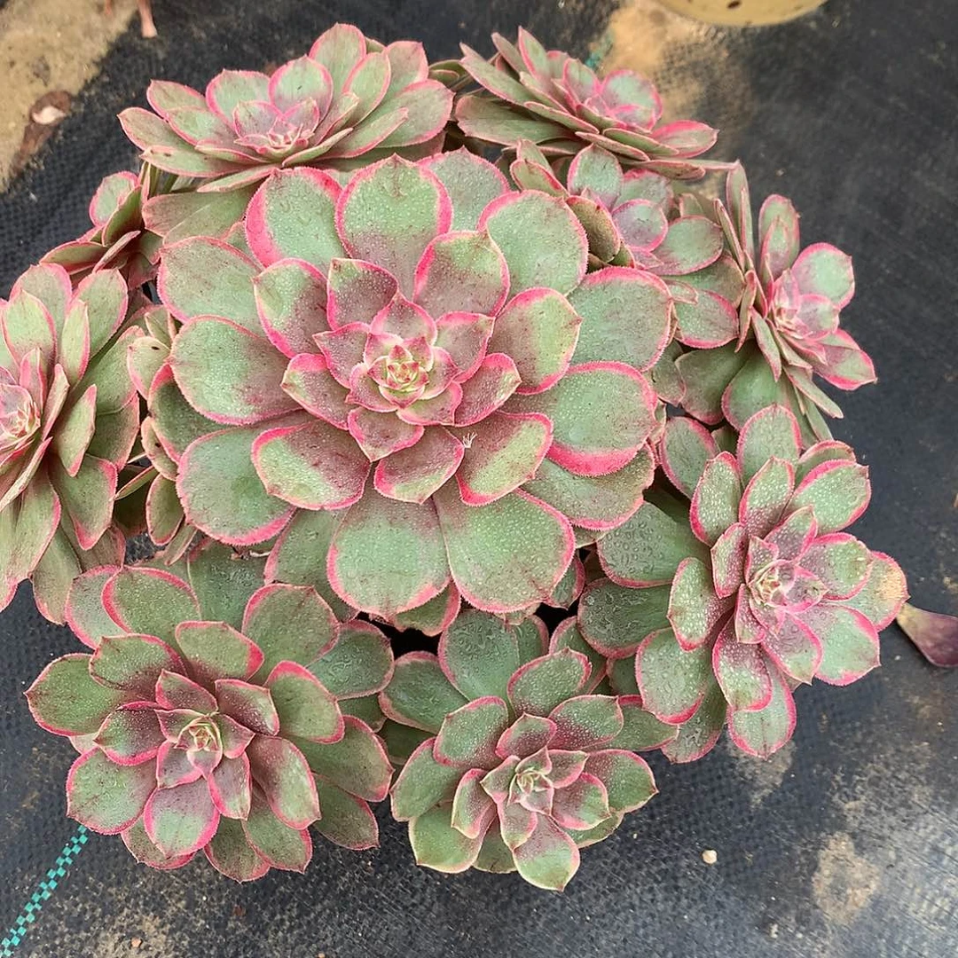 粉女妖法师图片多肉植物
