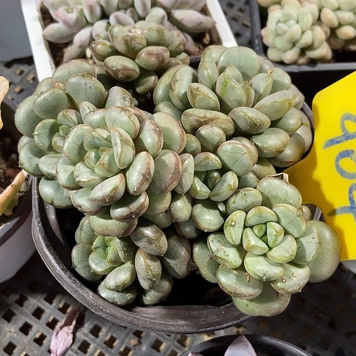 多肉植物葡萄904多肉