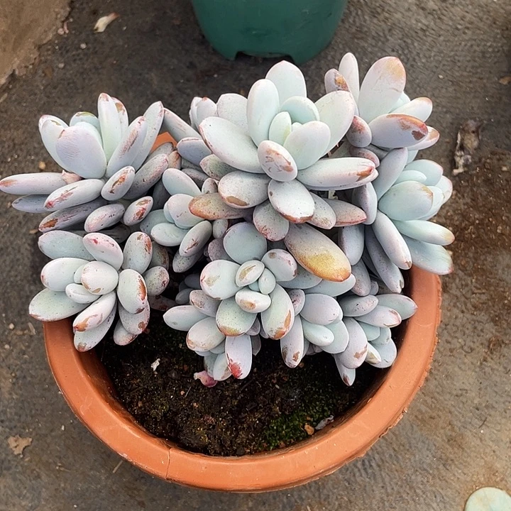 老桩群生雪美人20脱土发