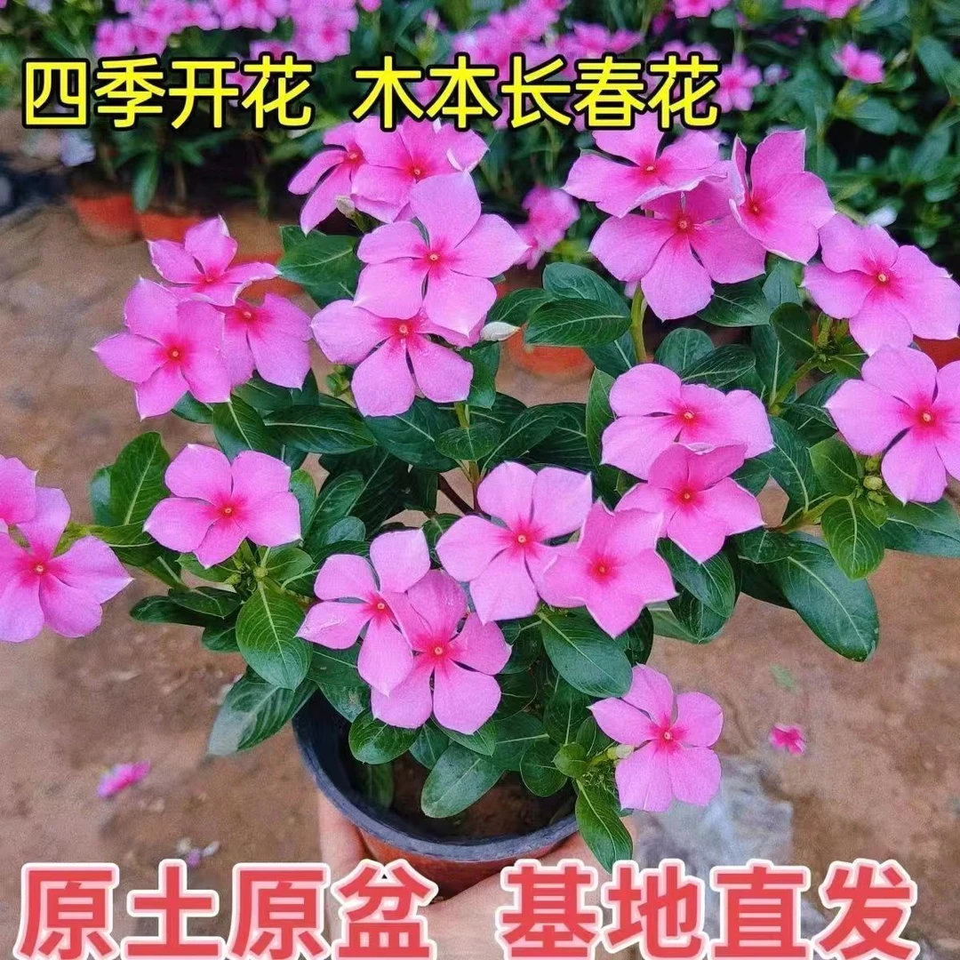 长春花盆栽带花苞四季观花耐热耐旱好养植物适合阳台庭院