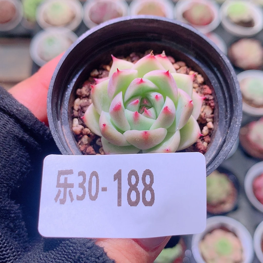 乐然30-188 新品单头