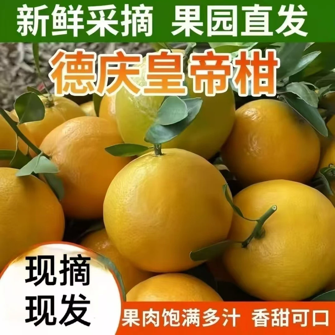 正宗德庆皇帝柑贡柑新鲜采摘纯甜精品礼盒装