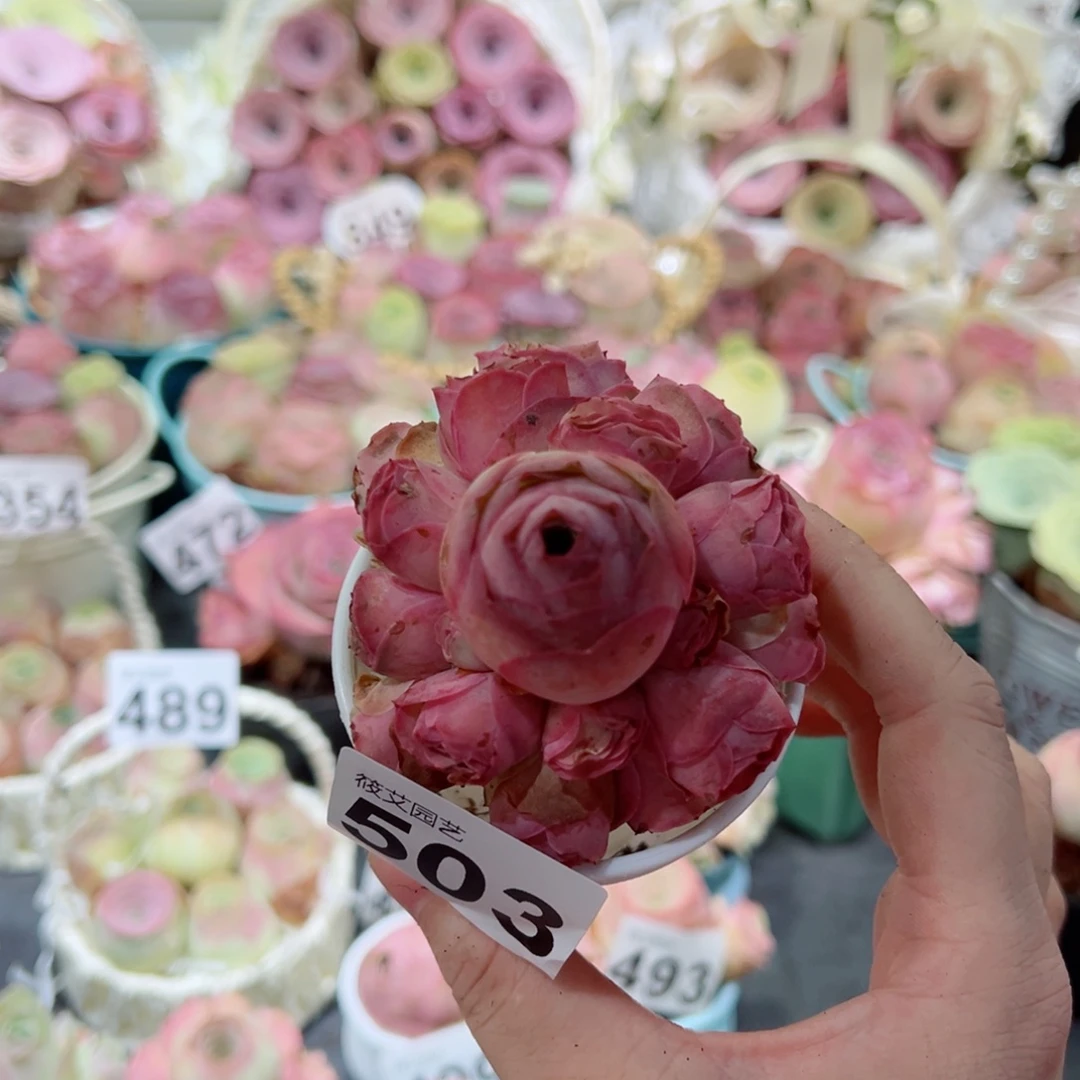 503粉梦手捧花。  一物一拍