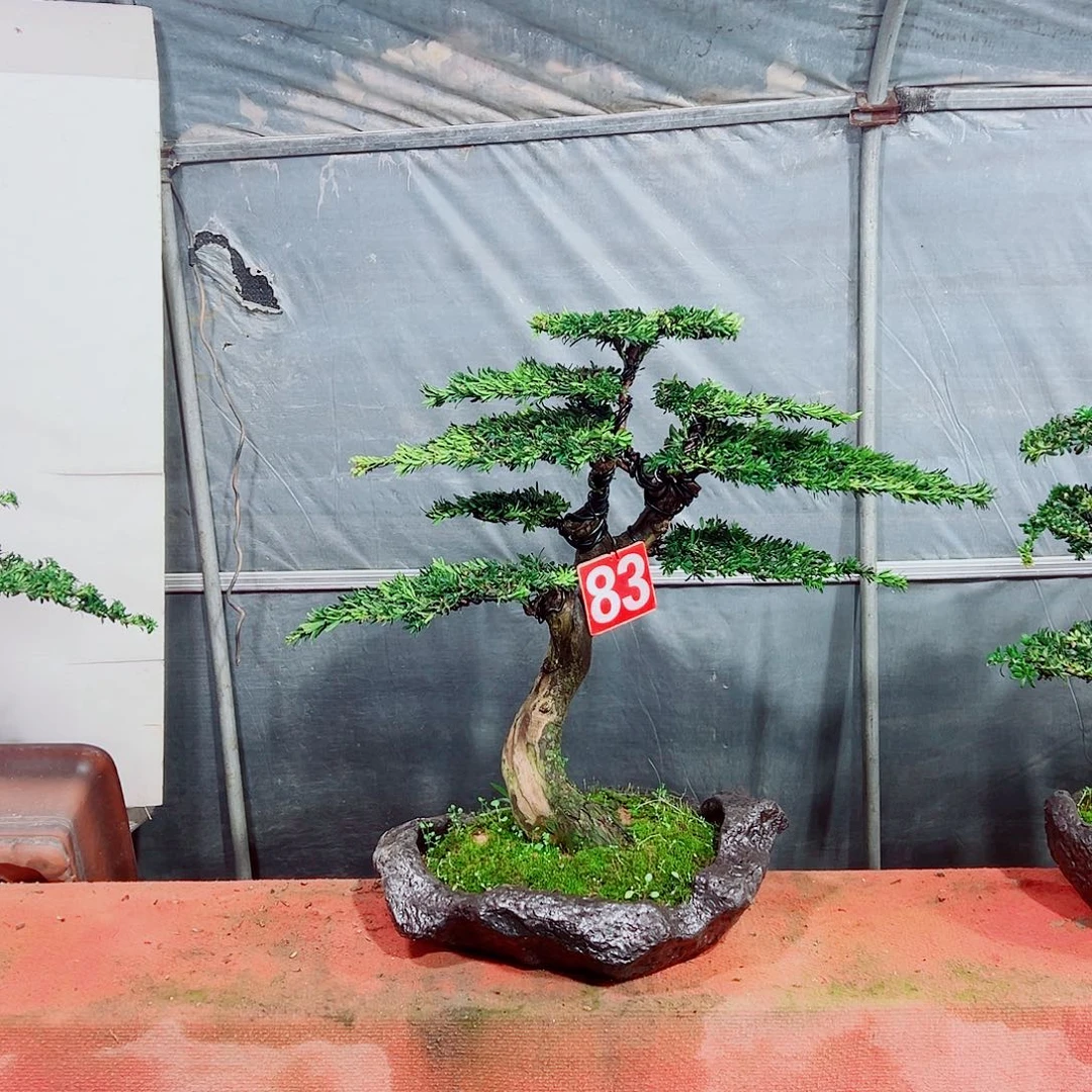 罗汉松小老桩罗汉松