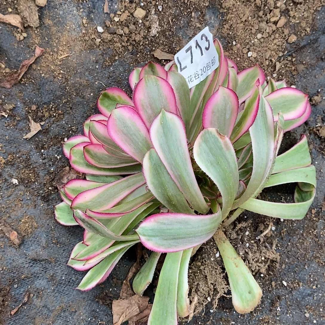 713白月光多肉植物