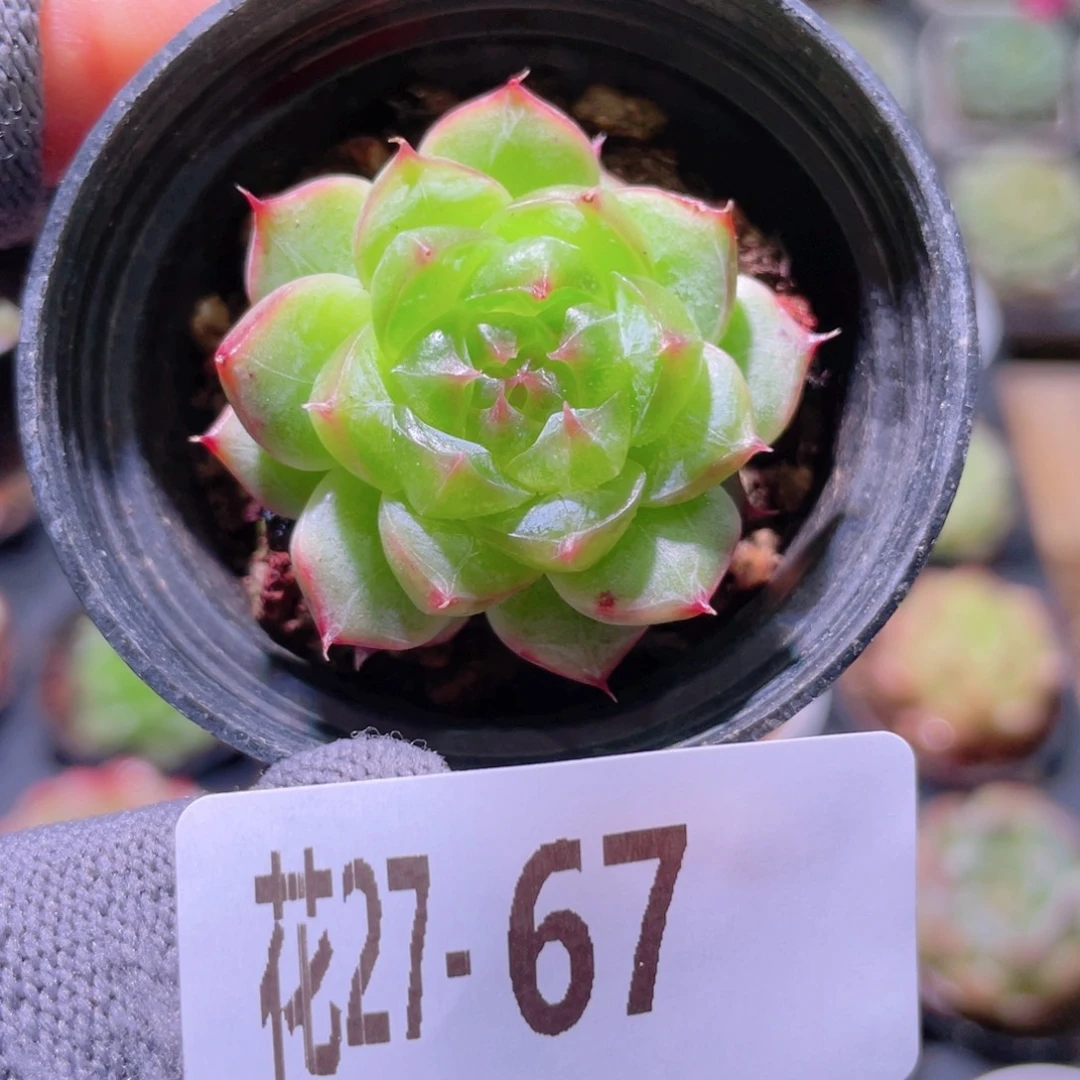 花利美27-67海王