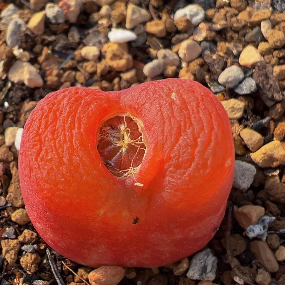 136多肉植物百科植物