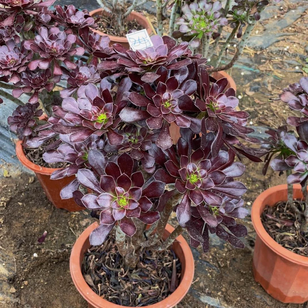 毛***～24鲜花老桩黑法师老桩
