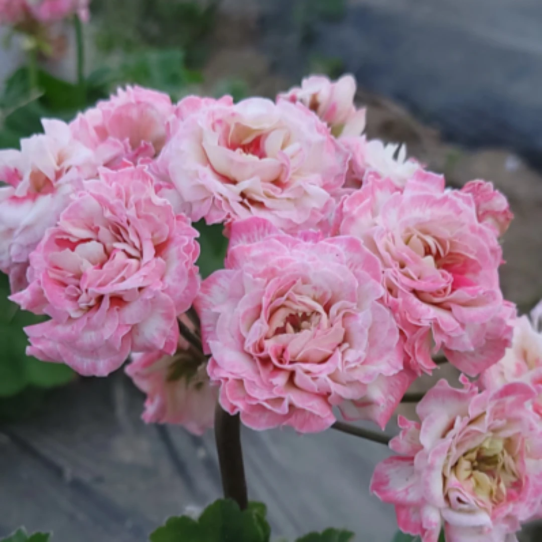 【满4件包邮】天竺葵垂钓兽系阳台花卉盆栽