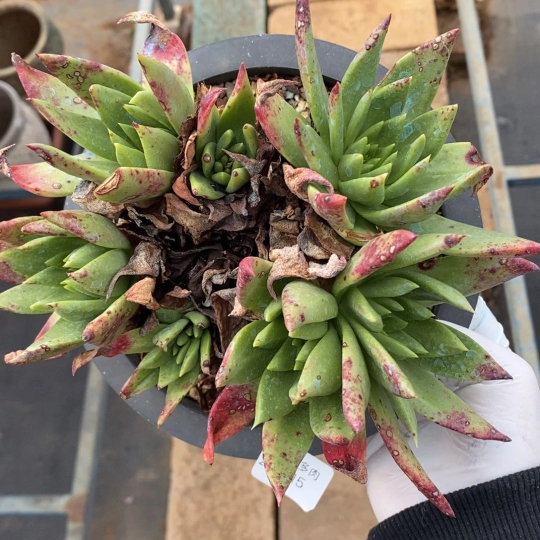 15号坎代群粗腿子