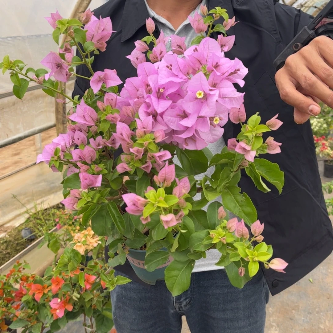 完全开放（艾比）蓝精灵 三角梅会落花落叶会光杆苗有大有小