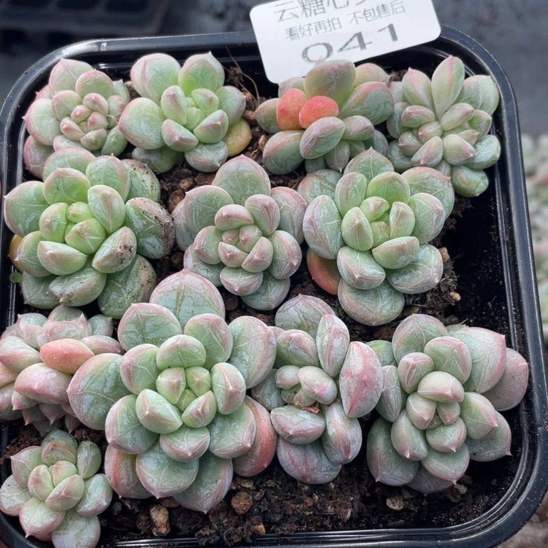 云糖心多肉植物41