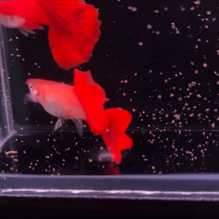 孔雀鱼美系大背血红1对