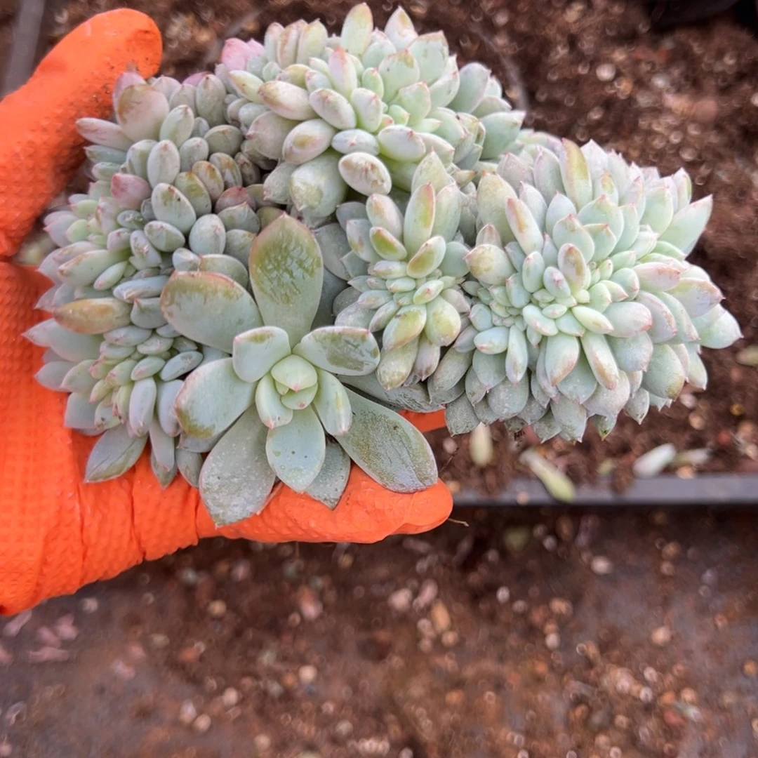 4缀化胸花45666666666996