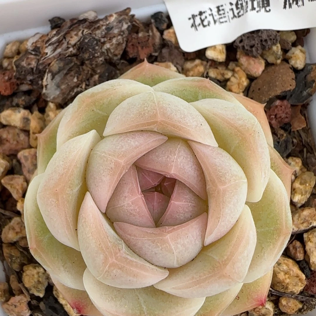 花语逸镜0224-279