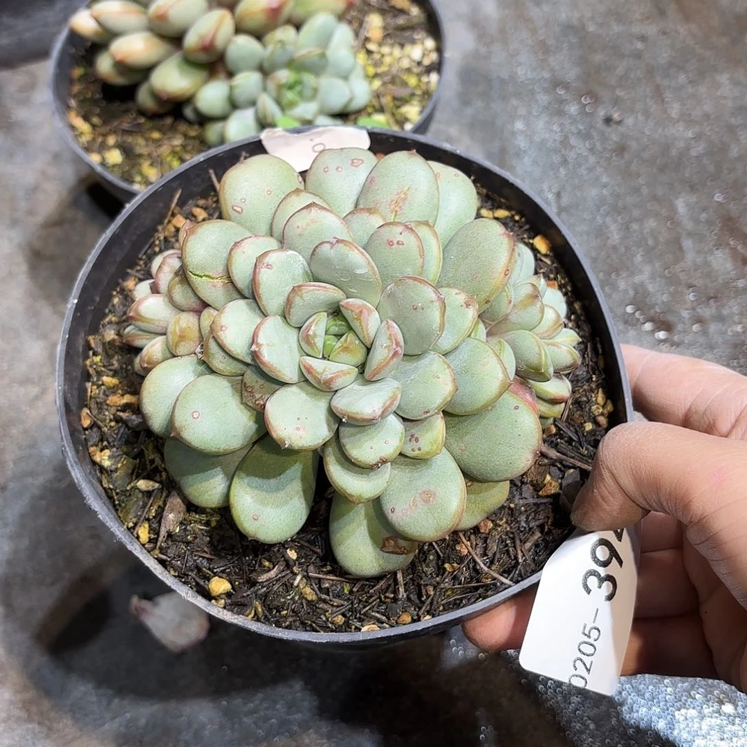 同温层多肉葡萄量拍394