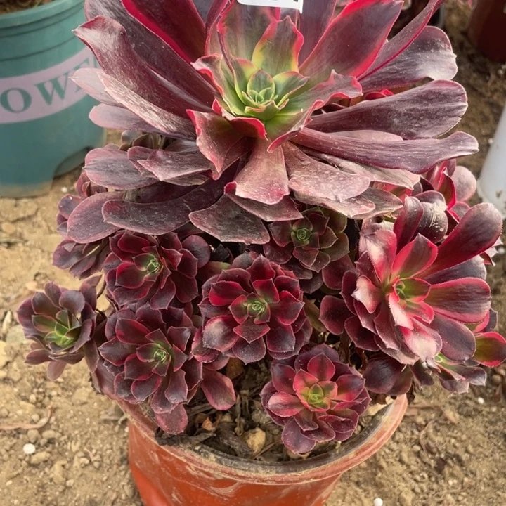 无花朵067对肉植物美杜莎