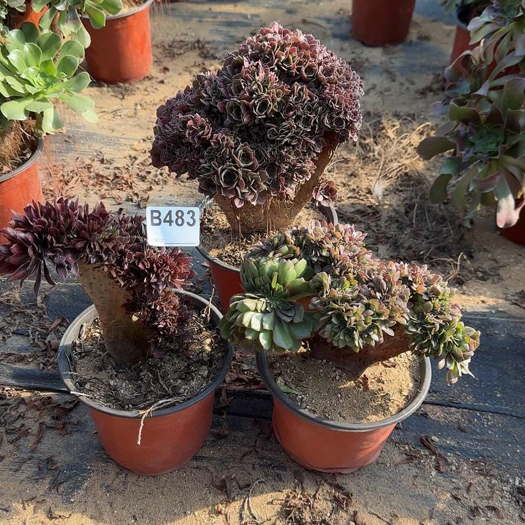 483黑法师玫瑰万缀有伤，共3颗