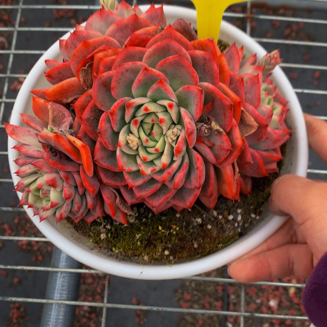 1859-8-20一物一拍