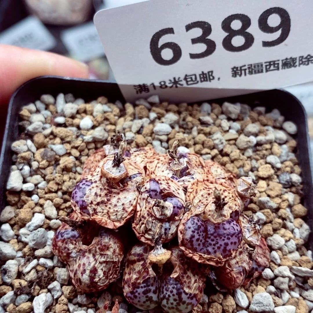 我的小姐姐们都是6389