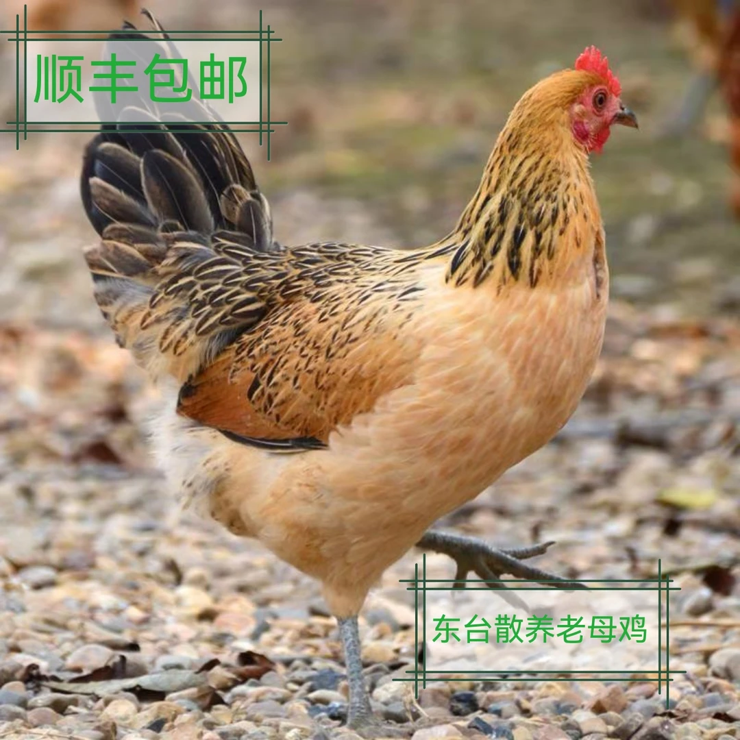 【顺丰包邮】2只苏北东台散养黄油老母鸡带内脏农家自养到手5-6斤