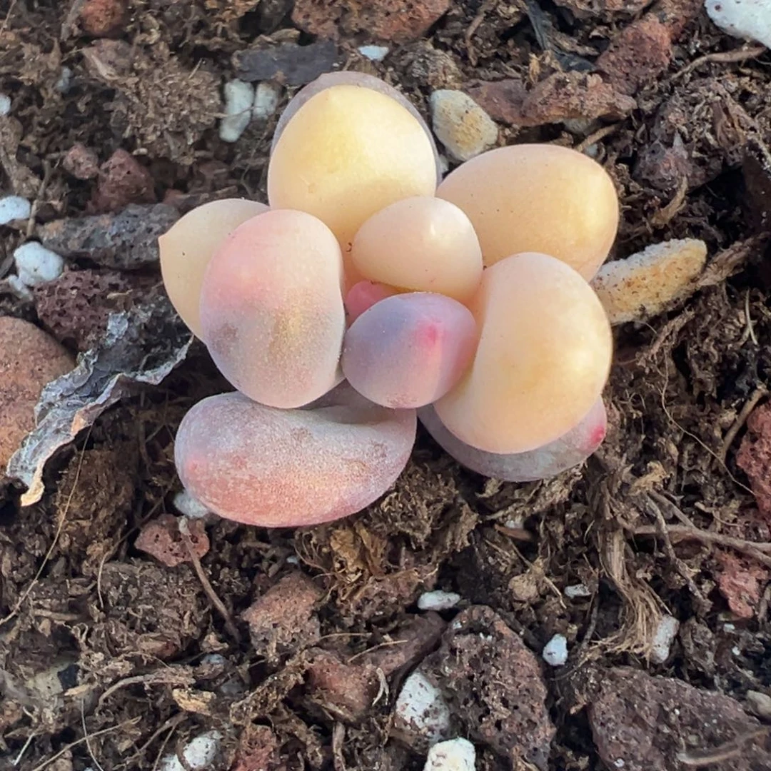 奶酪锦（或美人锦）叶插小苗，分不清