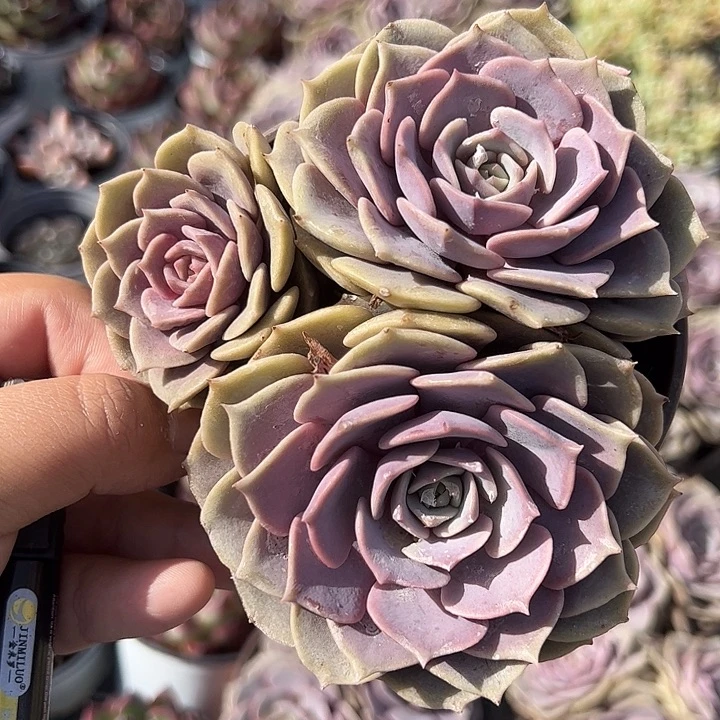 粉蝶多肉植物精品