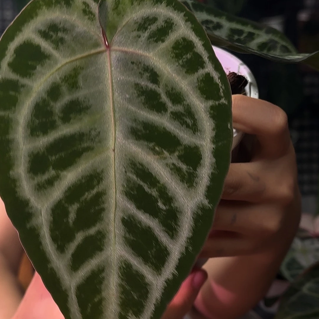 种花家G323 粉色面纱杂灰色迷雾