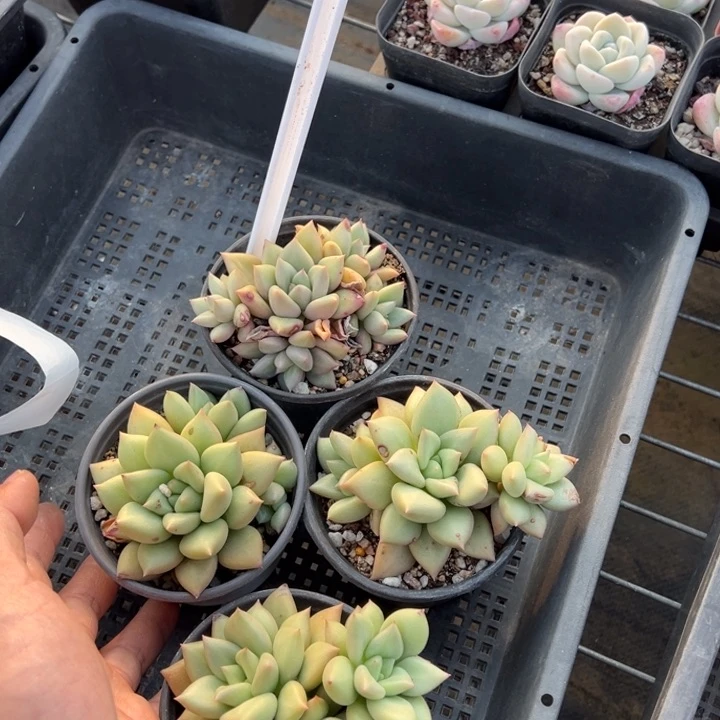 象牙群3头起叶片微瑕疵一颗量拍多肉满20包邮初7发货