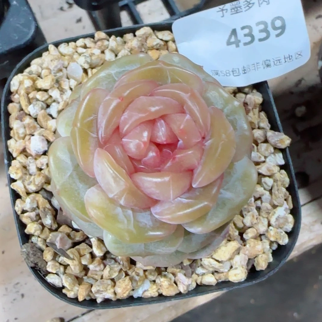 糖璃，4339多肉植物