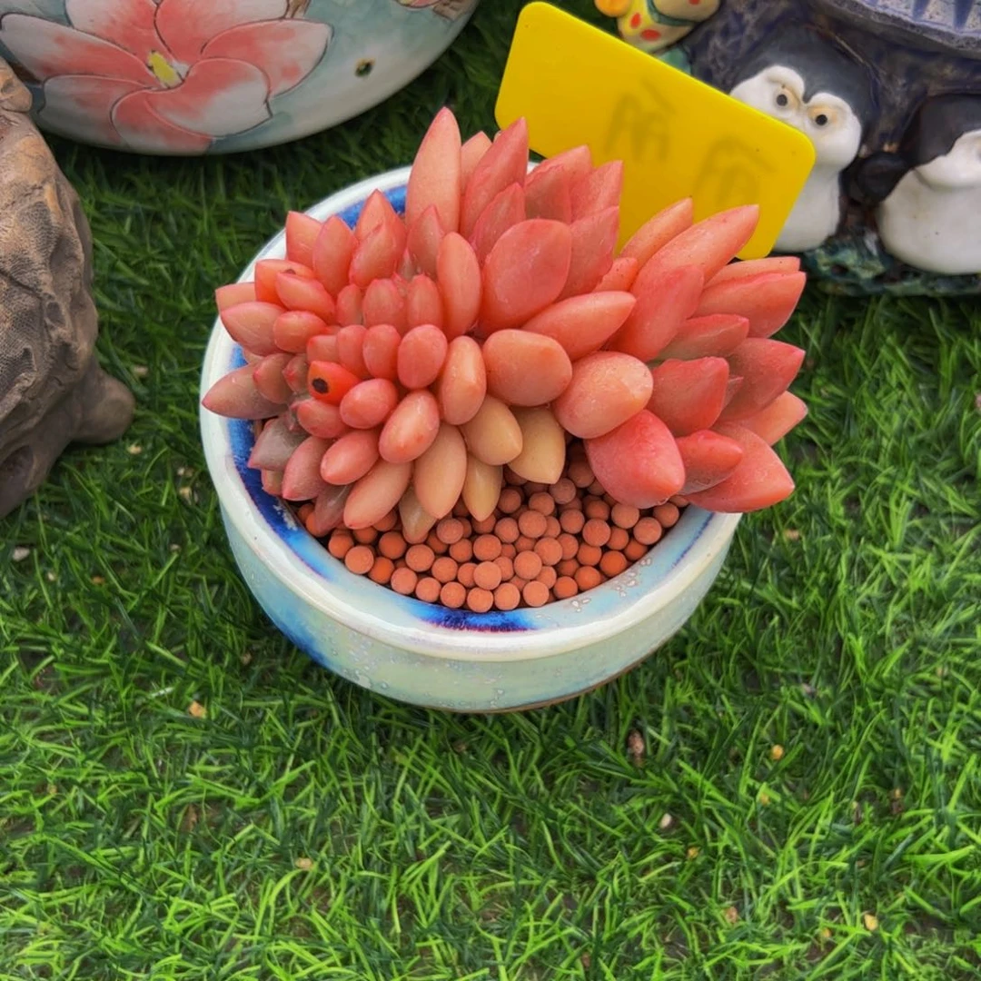 一***光桃花源朵朵缀多肉
