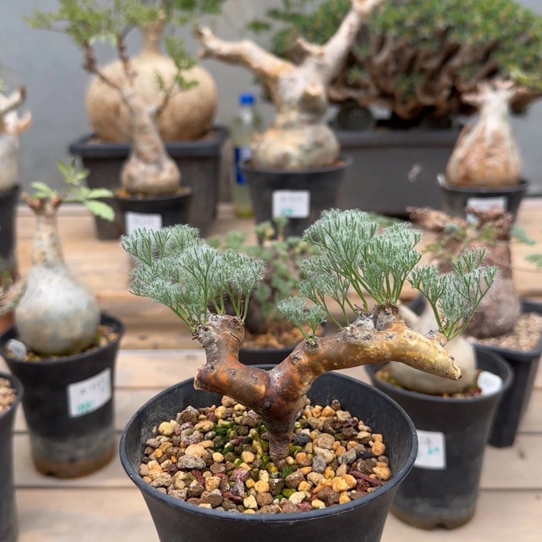 583粉花黑皮月界块根植物