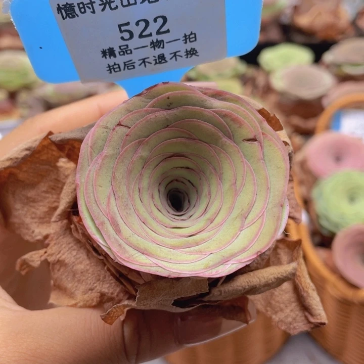 山地玫瑰522裸根发货不售后