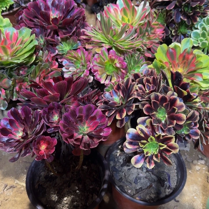 欧嘉莉➕美杜莎9.9