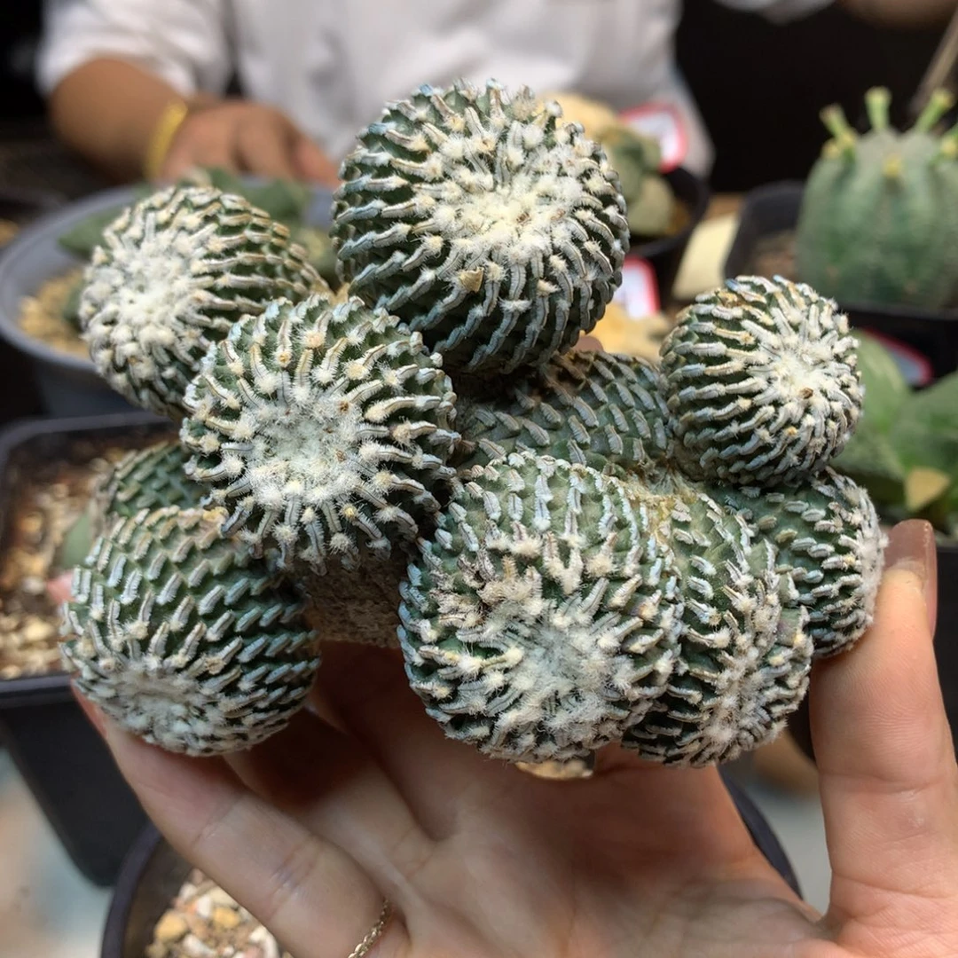 42号 出根芽 金巧殿 群生 底部微瑕疵