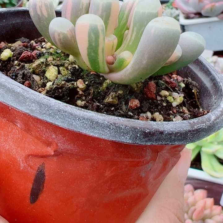 五十铃玉锦多肉植物258